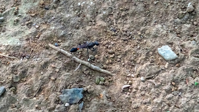 ジガバチ 川崎市幸区さいわいふるさと公園