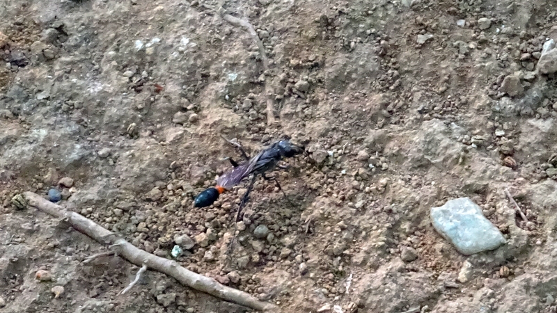 ジガバチ 川崎市幸区さいわいふるさと公園