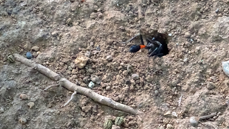 ジガバチ 川崎市幸区さいわいふるさと公園