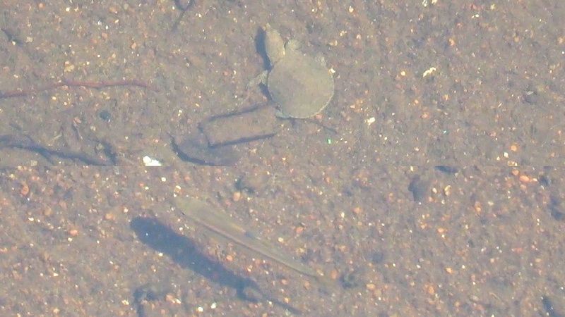 スッポンと魚