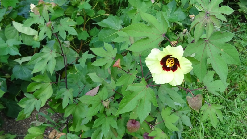 ワタの花 川崎市幸区さいわいふるさと公園