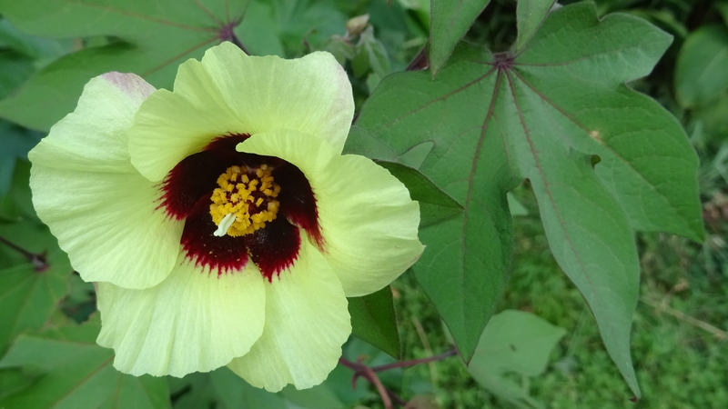 ワタの花 川崎市幸区さいわいふるさと公園