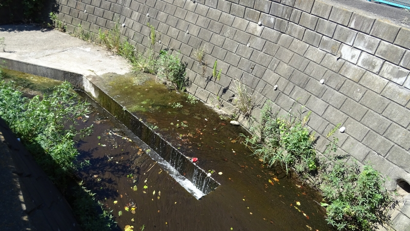帷子川 横浜市旭区川井本町
