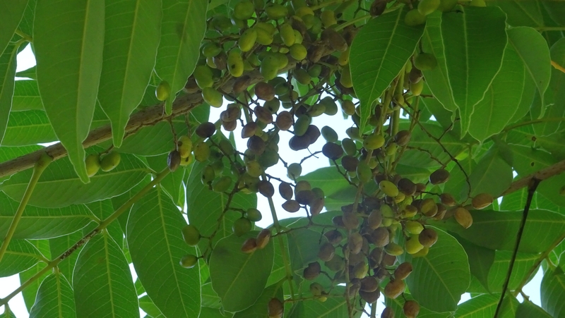 ハゼノキの果実 川崎市幸区創造のもり