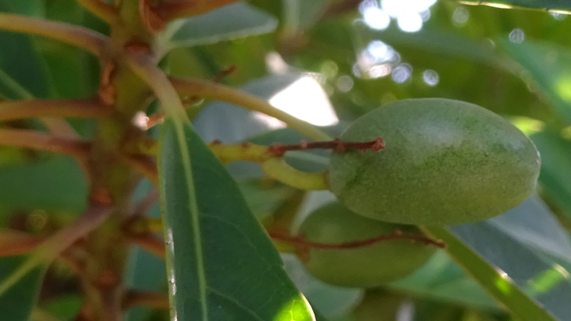 ホルトノキの若い果実 川崎市幸区創造のもり