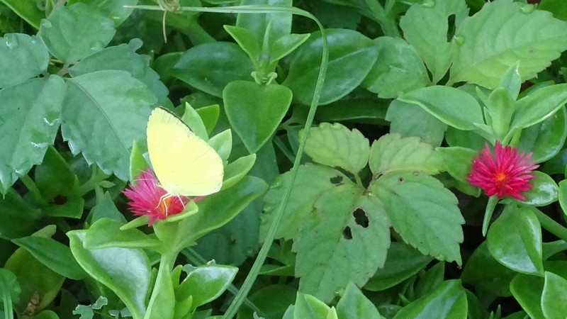 ハナツルソウのキタキチョウ 川崎市幸区さいわいふるさと公園