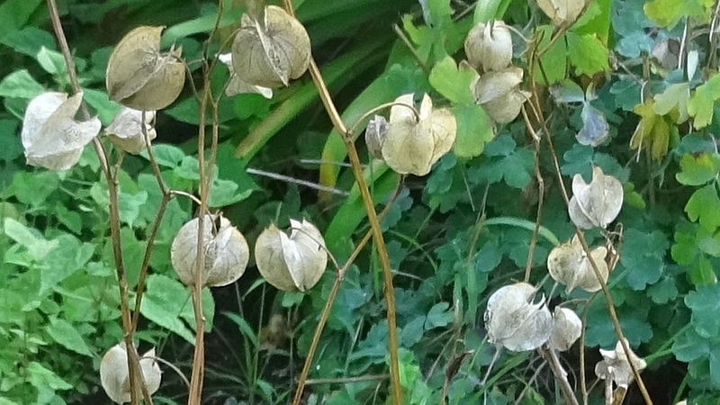 オオセンナリの果実 川崎市幸区さいわいふるさと公園