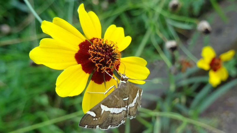 ハルシャギクの花のシロオビノメイガ 川崎市幸区さいわいふるさと公園