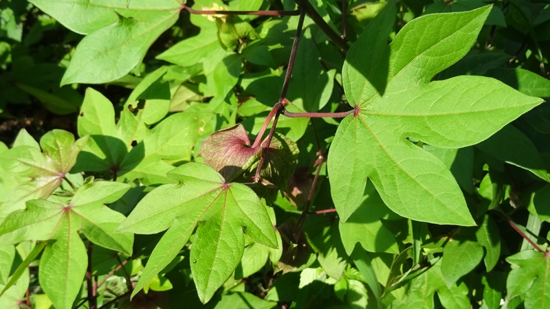 ワタ 川崎市幸区さいわいふるさと公園