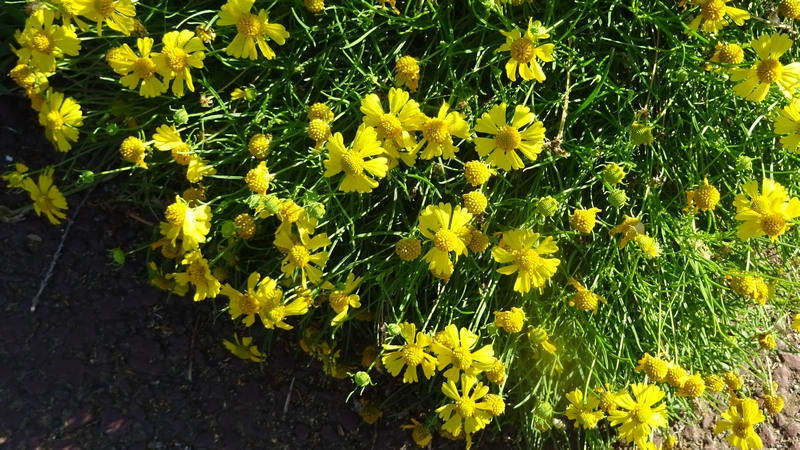 マツバハルシャギクの花 川崎市幸区さいわいふるさと公園