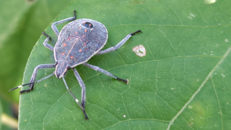 キマダラカメムシ 川崎市幸区