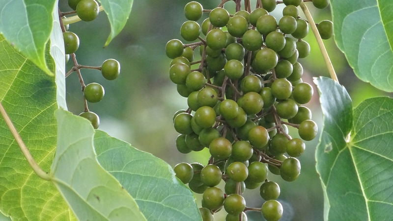 イイギリの果実 川崎市幸区さいわいふるさと公園