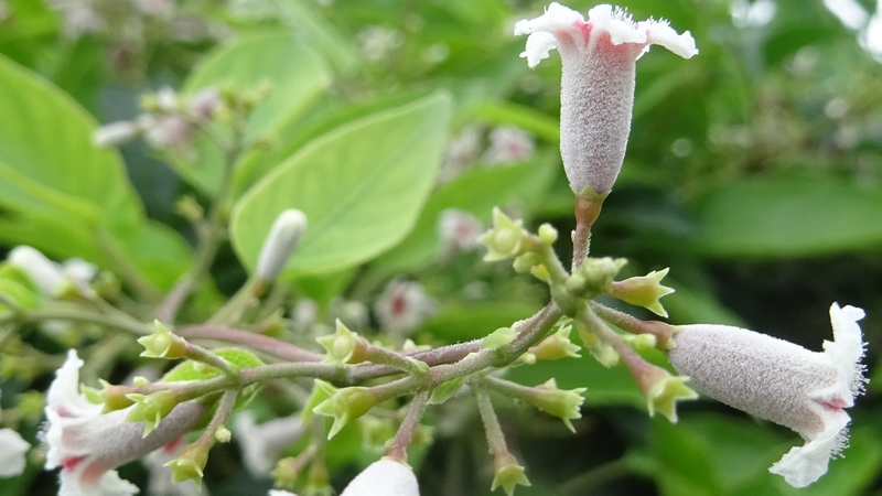 ヘクソカズラの花 川崎市幸区さいわいふるさと公園