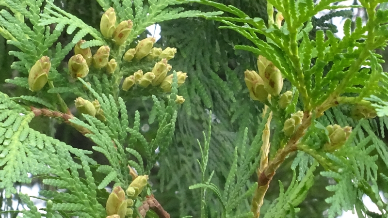 ニオイヒバの花 川崎市幸区さいわいふるさと公園