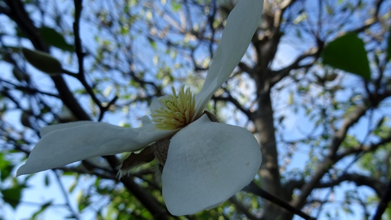 コブシの花 川崎市幸区創造のもり