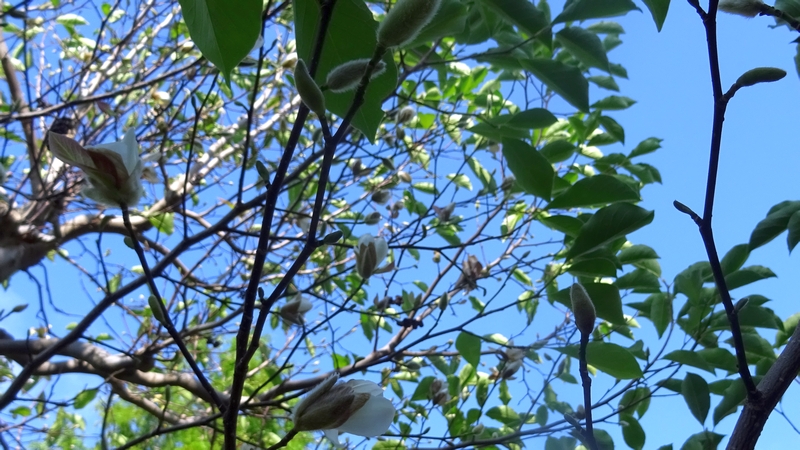 コブシの花 川崎市幸区創造のもり