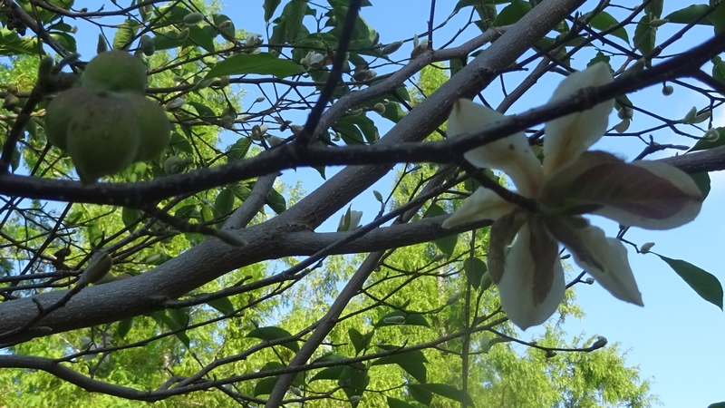 コブシの花 川崎市幸区創造のもり