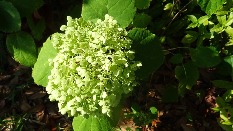 アナベルの若い装飾花 川崎市幸区さいわいふるさと公園