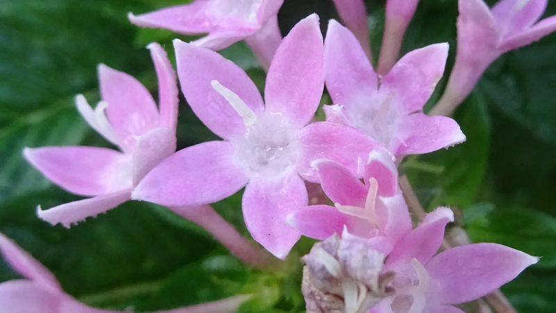 クササンタンカの花 川崎市幸区さいわいふるさと公園