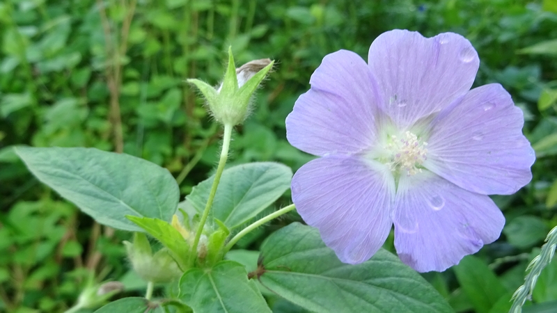 ニシキアオイの花 川崎市幸区さいわいふるさと公園