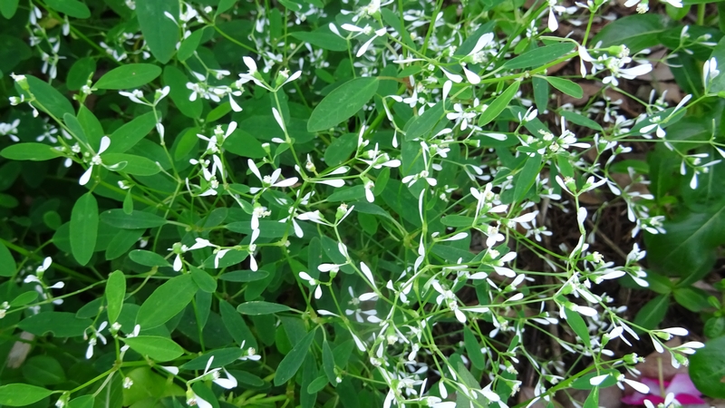 オトギリバニシキソウの花 川崎市幸区さいわいふるさと公園