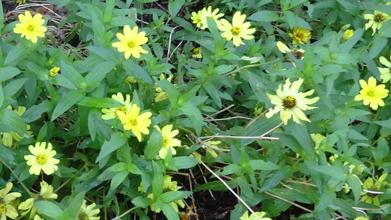 アメリカハマグルマの花 川崎市幸区さいわいふるさと公園