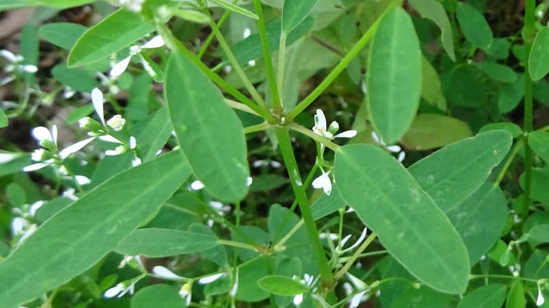 オトギリバニシキソウの花 川崎市幸区さいわいふるさと公園