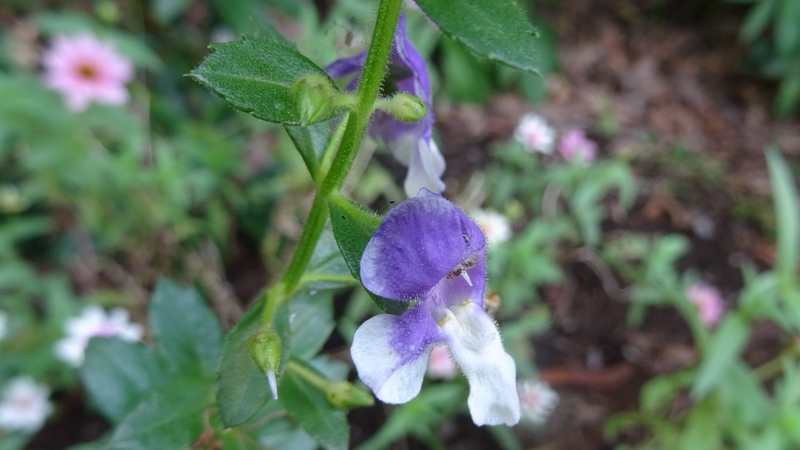 アンゲロンソウの花 川崎市幸区さいわいふるさと公園