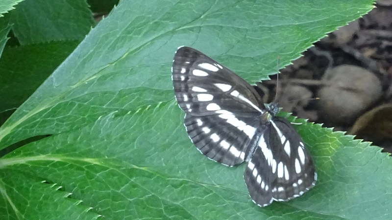 コミスジ 川崎市幸区さいわいふるさと公園