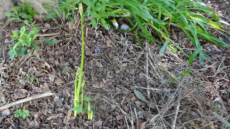 ヒガンバナ 川崎市幸区さいわいふるさと公園