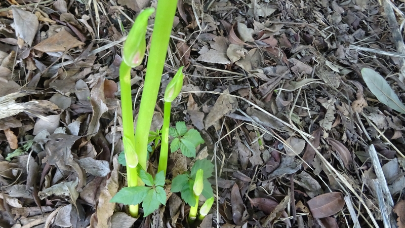ヒガンバナ 川崎市幸区さいわいふるさと公園