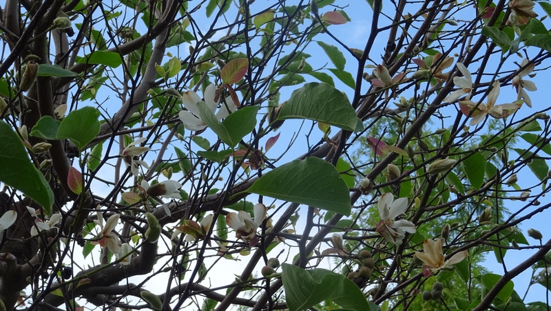 コブシの花 川崎市幸区創造のもり