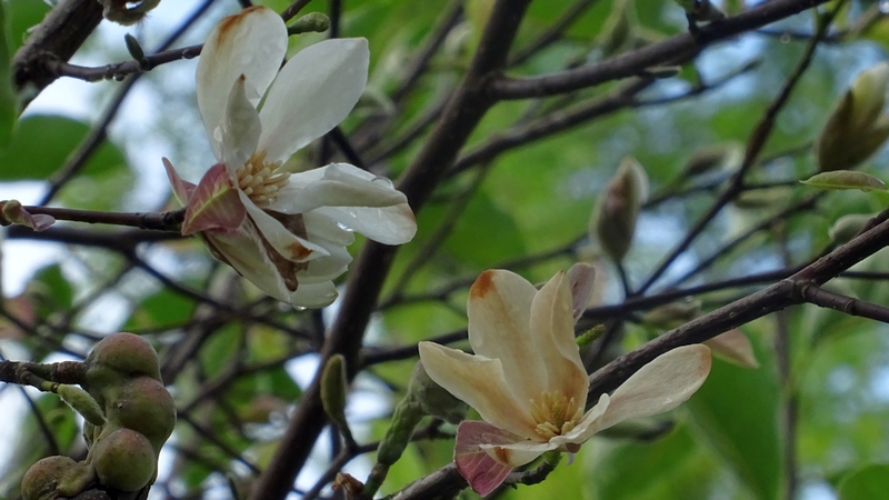 コブシの花 川崎市幸区創造のもり