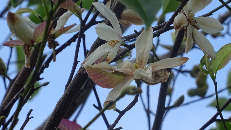 コブシの花 川崎市幸区創造のもり