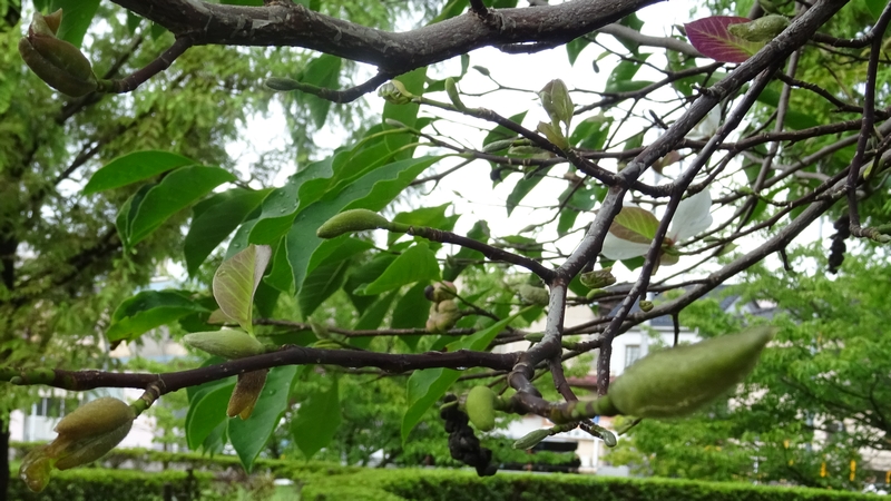 コブシの花 川崎市幸区創造のもり