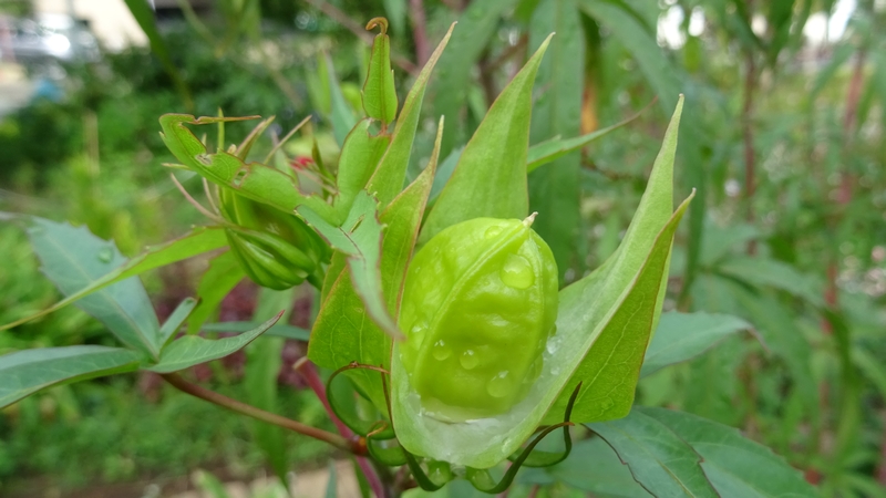 モミジアオイの蕾 川崎市幸区さいわいふるさと公園