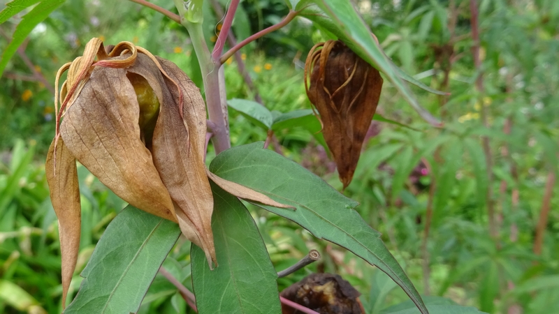 モミジアオイの果実 川崎市幸区さいわいふるさと公園