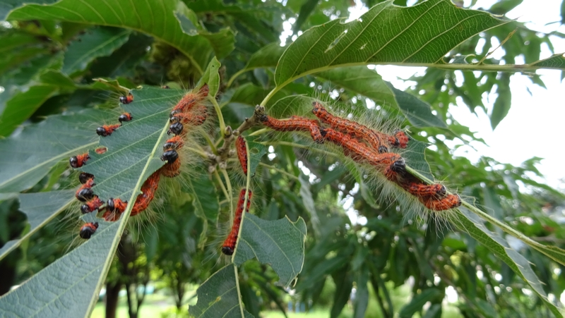 クヌギのツマキシャチホコの幼虫 川崎市幸区さいわいふるさと公園