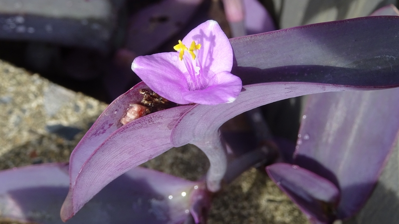 ムラサキゴテンの花 川崎市幸区さいわいふるさと公園