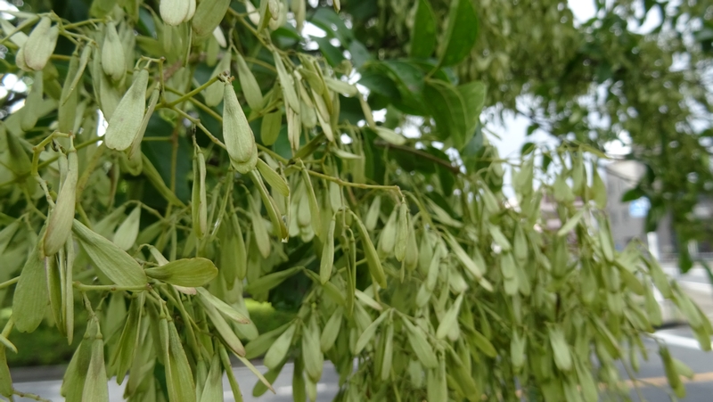 シマトネリコの果実 川崎市幸区さいわいふるさと公園
