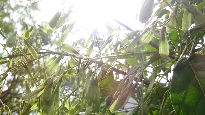 シマトネリコの果実 川崎市幸区さいわいふるさと公園