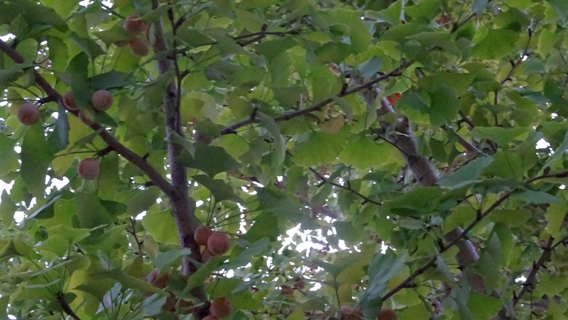 イチョウの果実 川崎市幸区創造のもり