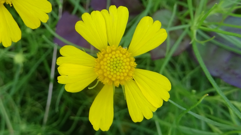 マツバハルシャギクの花 川崎市幸区さいわいふるさと公園