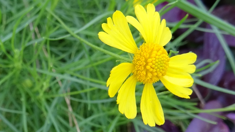 マツバハルシャギクの花 川崎市幸区さいわいふるさと公園
