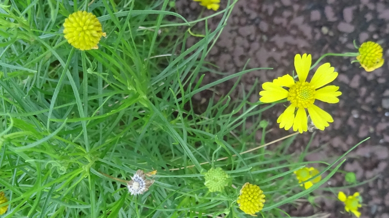 マツバハルシャギクの花 川崎市幸区さいわいふるさと公園