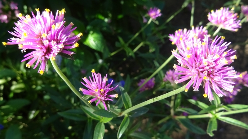 センニチコウの花 川崎市幸区さいわいふるさと公園