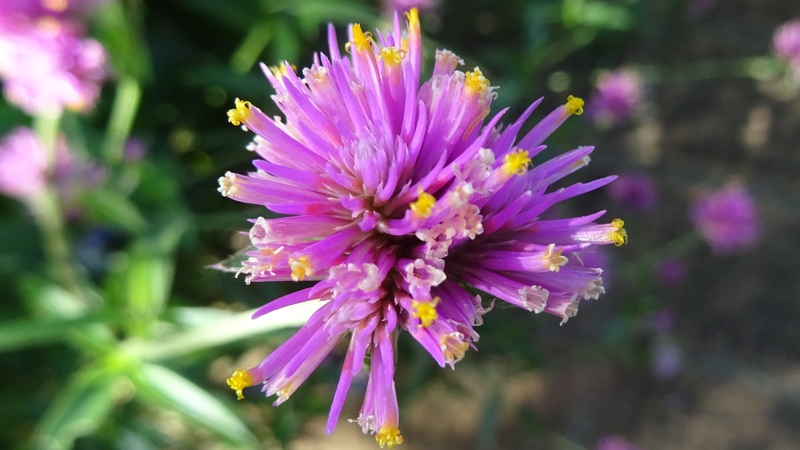 センニチコウの花 川崎市幸区さいわいふるさと公園