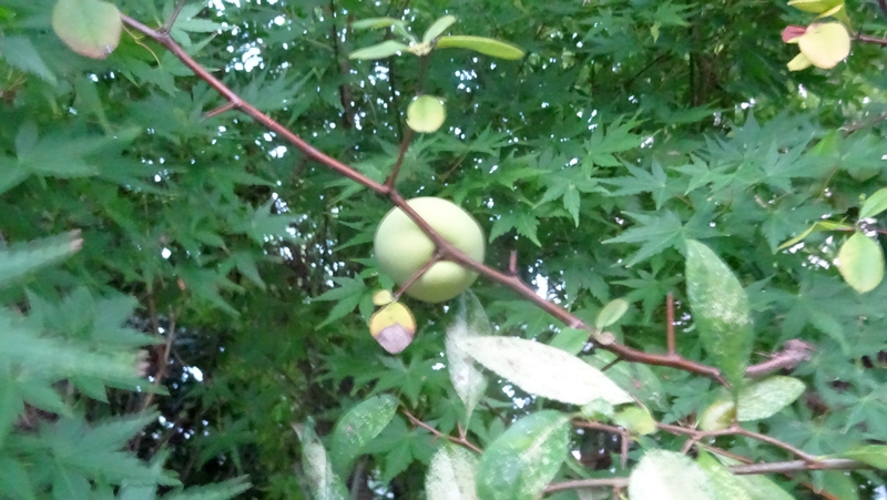 カラタチの果実 川崎市幸区創造のもり