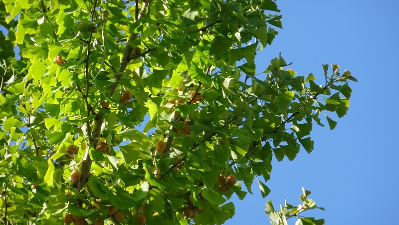 イチョウの果実 川崎市幸区創造のもり
