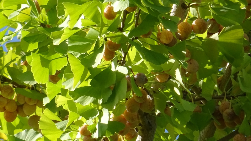 イチョウの果実 川崎市幸区創造のもり